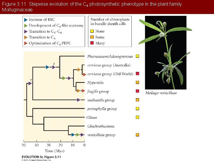 Figure 3. 11 Stepwise evolution of the C 4 photosynthetic phenotype in the plant