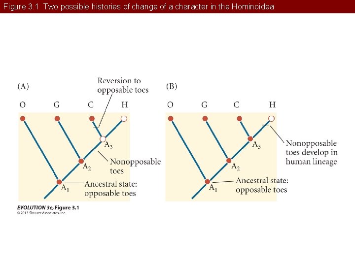 Figure 3. 1 Two possible histories of change of a character in the Hominoidea