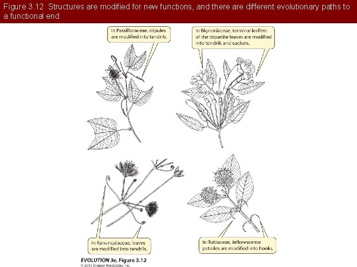 Figure 3. 12 Structures are modified for new functions, and there are different evolutionary