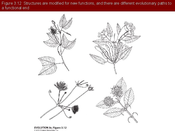 Figure 3. 12 Structures are modified for new functions, and there are different evolutionary