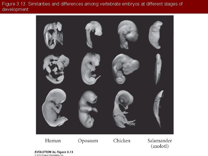 Figure 3. 13 Similarities and differences among vertebrate embryos at different stages of development