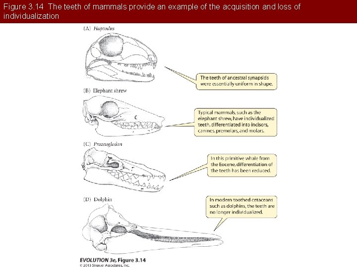 Figure 3. 14 The teeth of mammals provide an example of the acquisition and