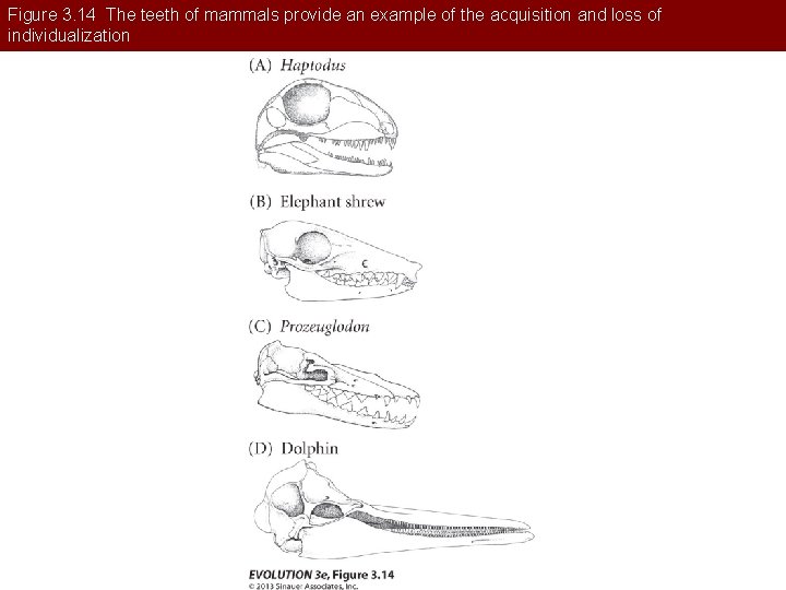 Figure 3. 14 The teeth of mammals provide an example of the acquisition and