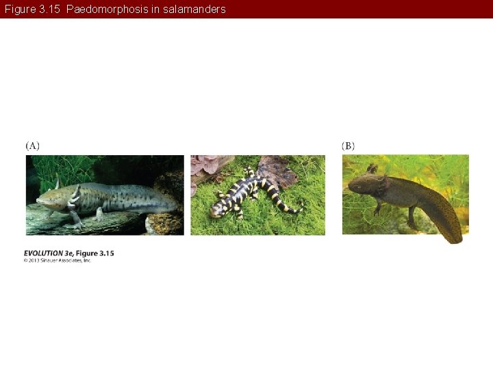 Figure 3. 15 Paedomorphosis in salamanders 