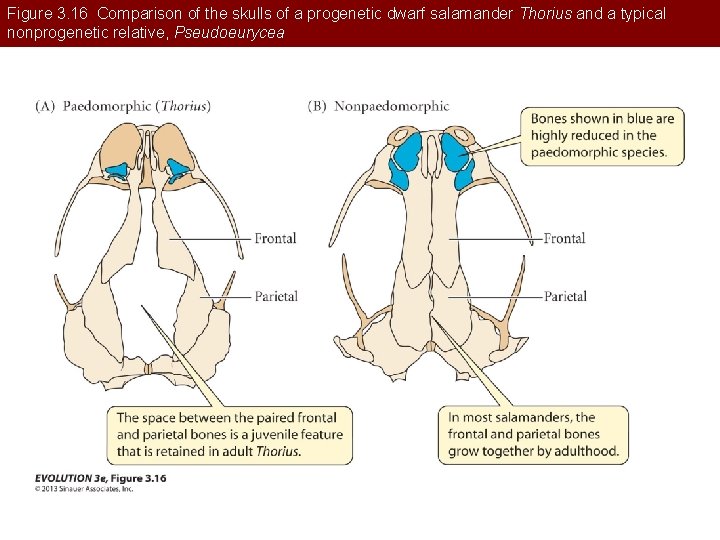 Figure 3. 16 Comparison of the skulls of a progenetic dwarf salamander Thorius and