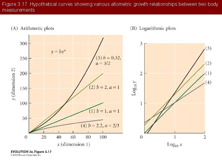 Figure 3. 17 Hypothetical curves showing various allometric growth relationships between two body measurements
