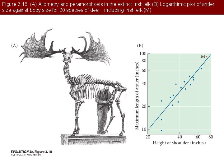 Figure 3. 18 (A) Allometry and peramorphosis in the extinct Irish elk (B) Logarthimic