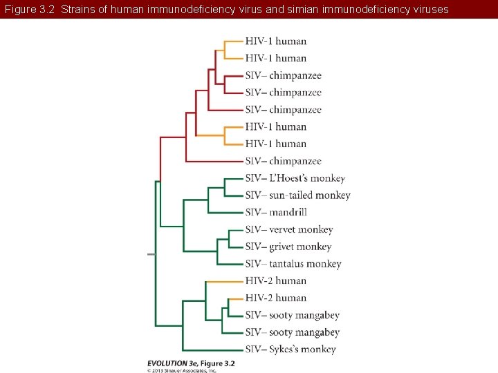 Figure 3. 2 Strains of human immunodeficiency virus and simian immunodeficiency viruses 