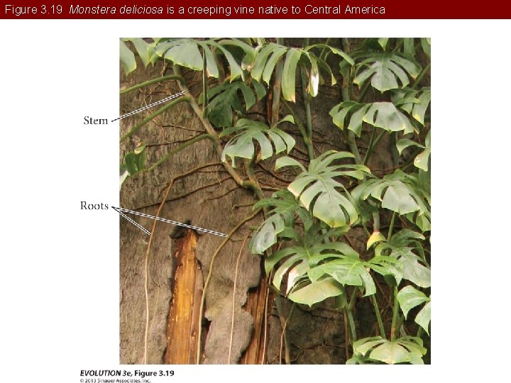 Figure 3. 19 Monstera deliciosa is a creeping vine native to Central America 