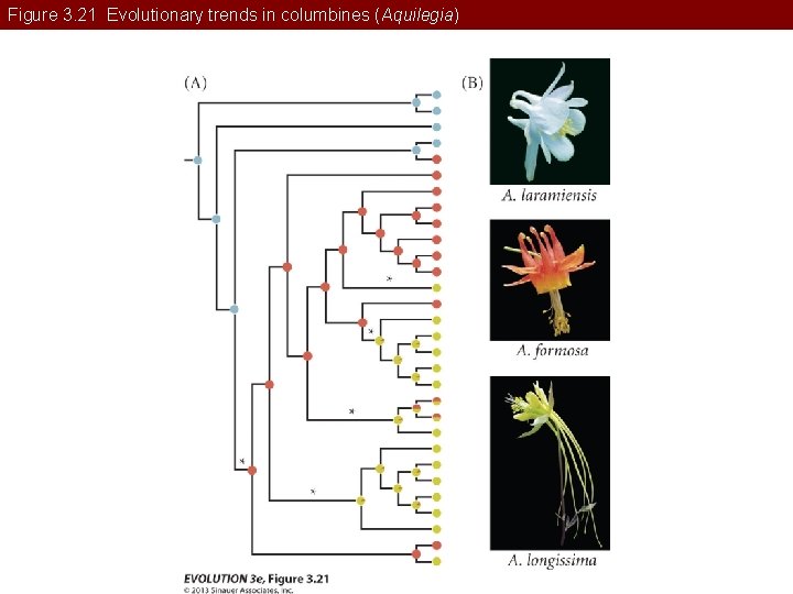 Figure 3. 21 Evolutionary trends in columbines (Aquilegia) 