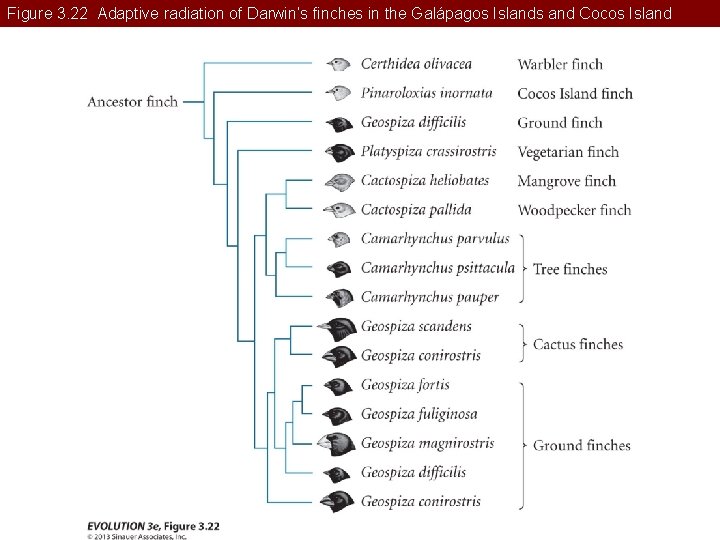 Figure 3. 22 Adaptive radiation of Darwin’s finches in the Galápagos Islands and Cocos