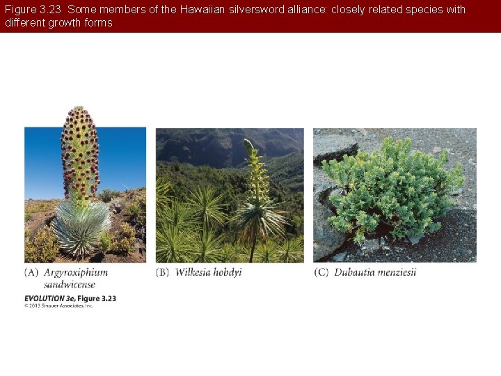 Figure 3. 23 Some members of the Hawaiian silversword alliance: closely related species with
