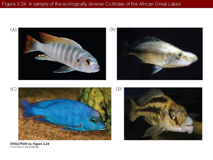 Figure 3. 24 A sample of the ecologically diverse Cichlidae of the African Great