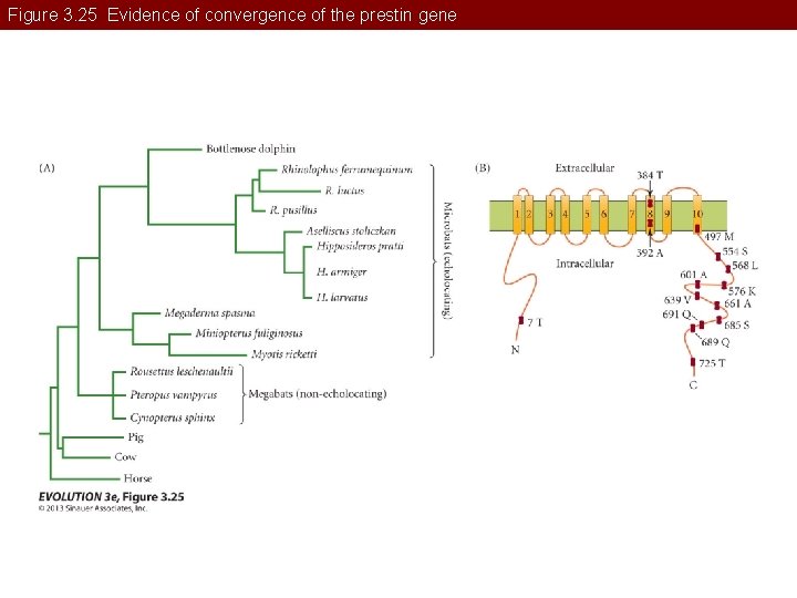 Figure 3. 25 Evidence of convergence of the prestin gene 