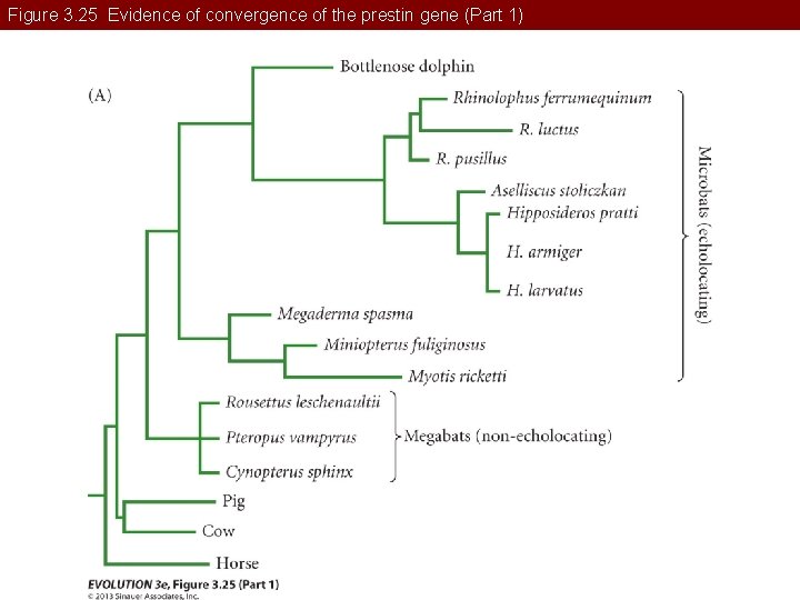 Figure 3. 25 Evidence of convergence of the prestin gene (Part 1) 