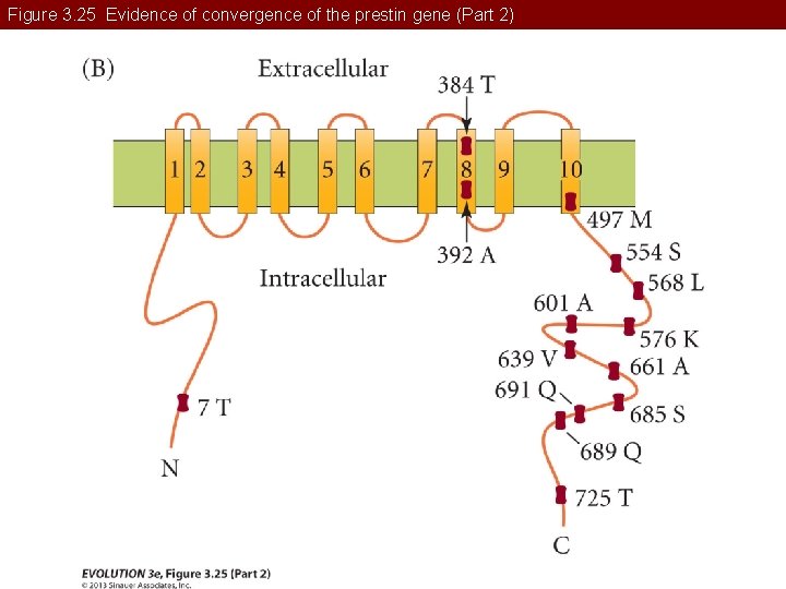 Figure 3. 25 Evidence of convergence of the prestin gene (Part 2) 