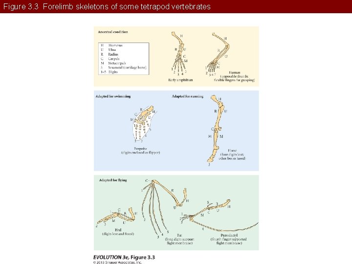 Figure 3. 3 Forelimb skeletons of some tetrapod vertebrates 