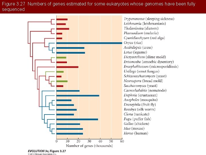 Figure 3. 27 Numbers of genes estimated for some eukaryotes whose genomes have been