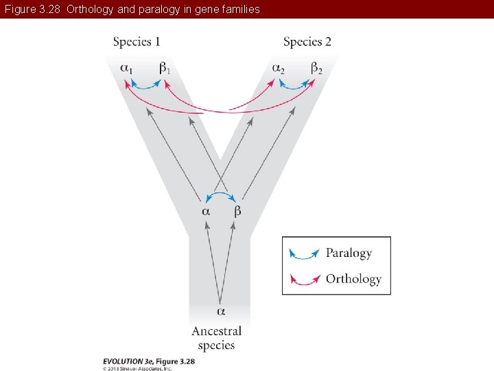 Figure 3. 28 Orthology and paralogy in gene families 