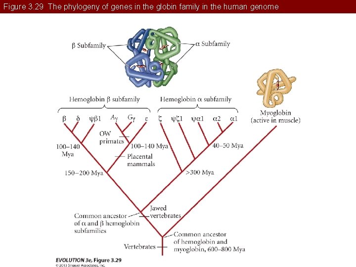 Figure 3. 29 The phylogeny of genes in the globin family in the human