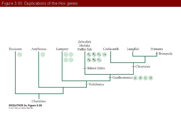 Figure 3. 30 Duplications of the Hox genes 