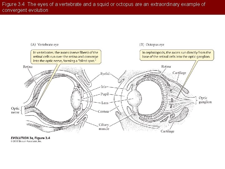 Figure 3. 4 The eyes of a vertebrate and a squid or octopus are
