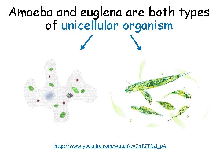 Amoeba and euglena are both types of unicellular organism http: //www. youtube. com/watch? v=7