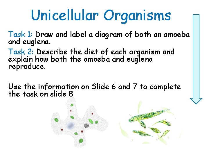 Unicellular Organisms Task 1: Draw and label a diagram of both an amoeba and