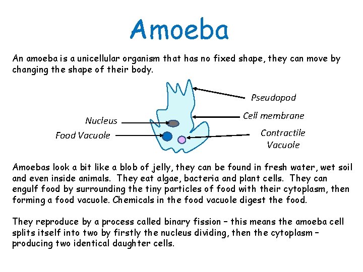Amoeba An amoeba is a unicellular organism that has no fixed shape, they can