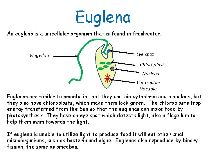 Euglena An euglena is a unicellular organism that is found in freshwater. Flagellum Eye