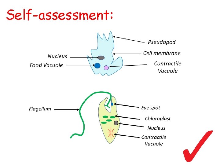 Self-assessment: 