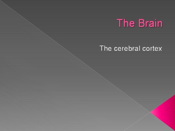 The Brain The cerebral cortex 