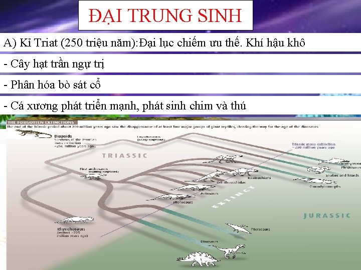 ĐẠI TRUNG SINH A) Kỉ Triat (250 triệu năm): Đại lục chiếm ưu thế.