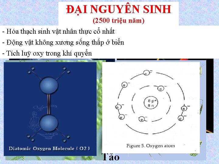 ĐẠI NGUYÊN SINH (2500 triệu năm) - Hóa thạch sinh vật nhân thực cổ