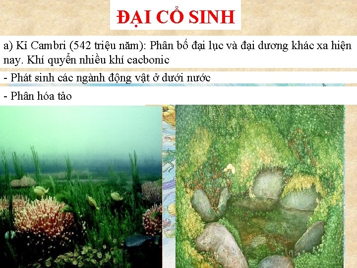 ĐẠI CỔ SINH a) Kỉ Cambri (542 triệu năm): Phân bố đại lục và