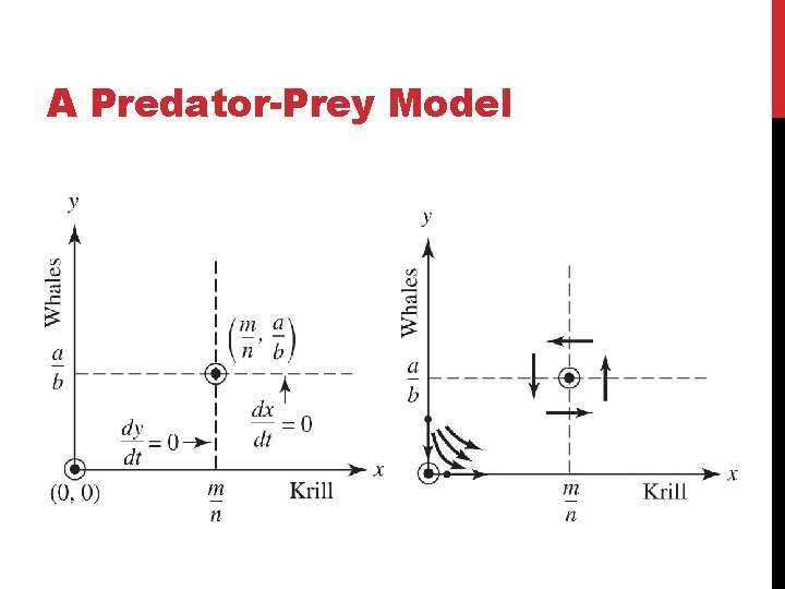 A Predator-Prey Model 