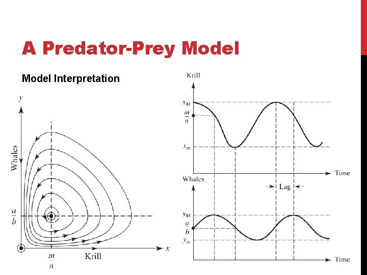 A Predator-Prey Model Interpretation 