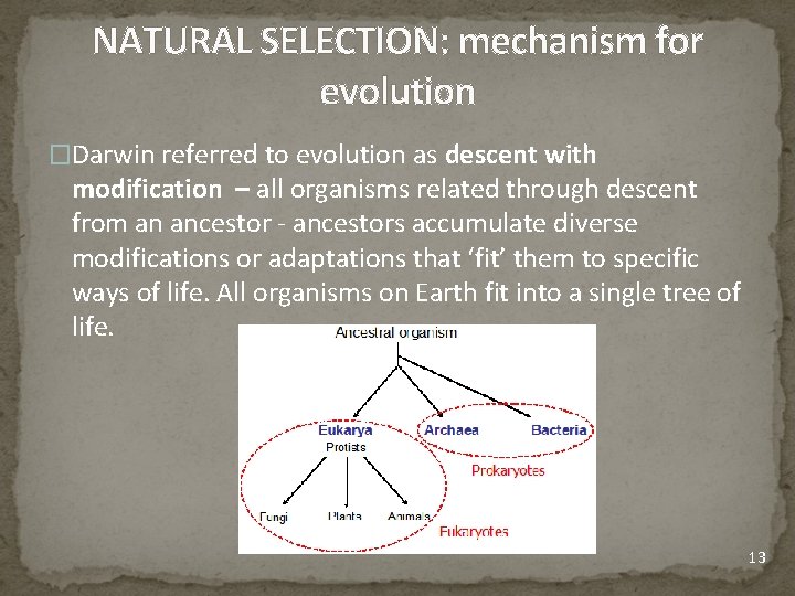 NATURAL SELECTION: mechanism for evolution �Darwin referred to evolution as descent with modification –