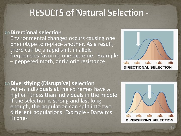 RESULTS of Natural Selection Directional selection Environmental changes occurs causing one phenotype to replace