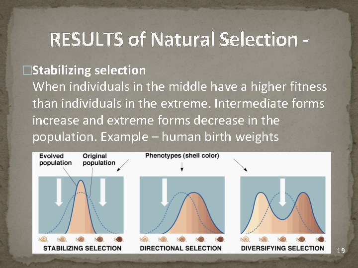 RESULTS of Natural Selection �Stabilizing selection When individuals in the middle have a higher