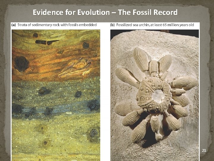 Evidence for Evolution – The Fossil Record copyright cmassengale 21 