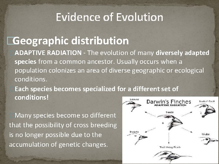 Evidence of Evolution �Geographic distribution �ADAPTIVE RADIATION - The evolution of many diversely adapted