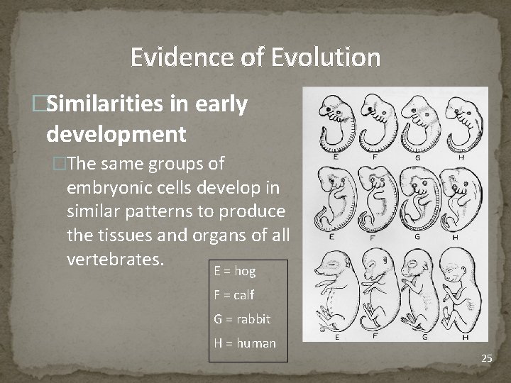 Evidence of Evolution �Similarities in early development �The same groups of embryonic cells develop
