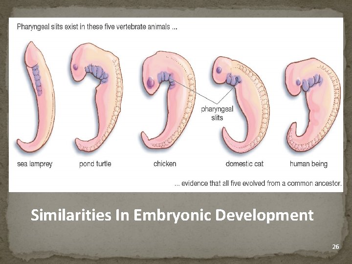 Evidence for Evolution - Comparative Embryology Similarities In Embryonic Development 26 