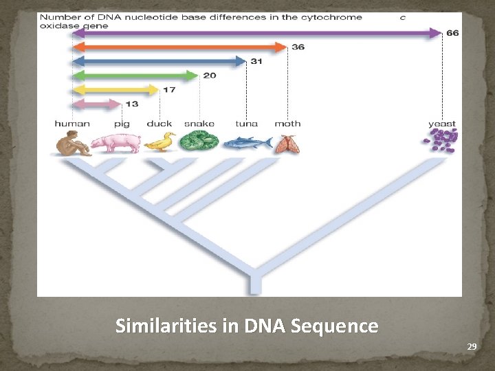Similarities in DNA Sequence 29 