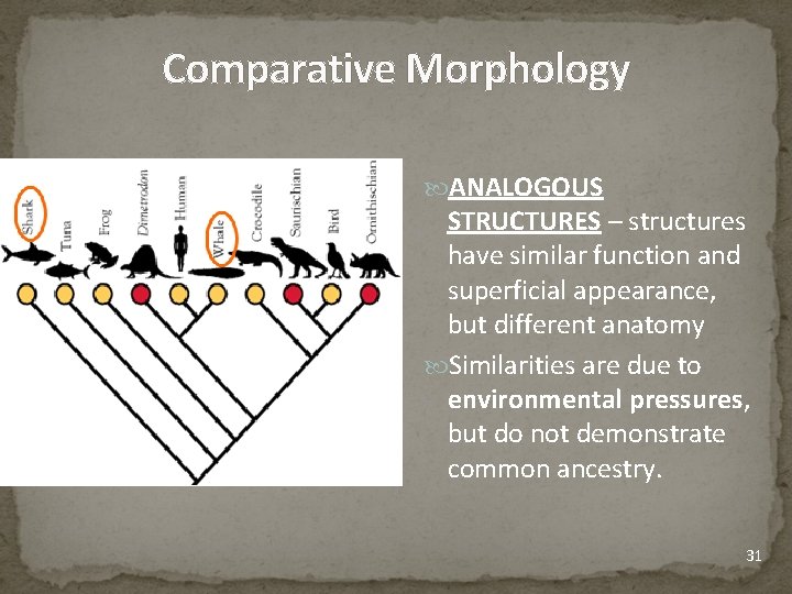 Comparative Morphology ANALOGOUS STRUCTURES – structures have similar function and superficial appearance, but different