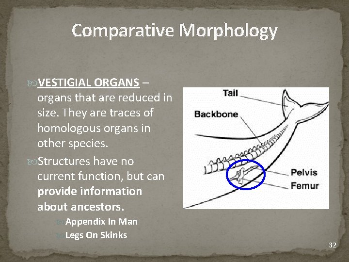Comparative Morphology VESTIGIAL ORGANS – organs that are reduced in size. They are traces