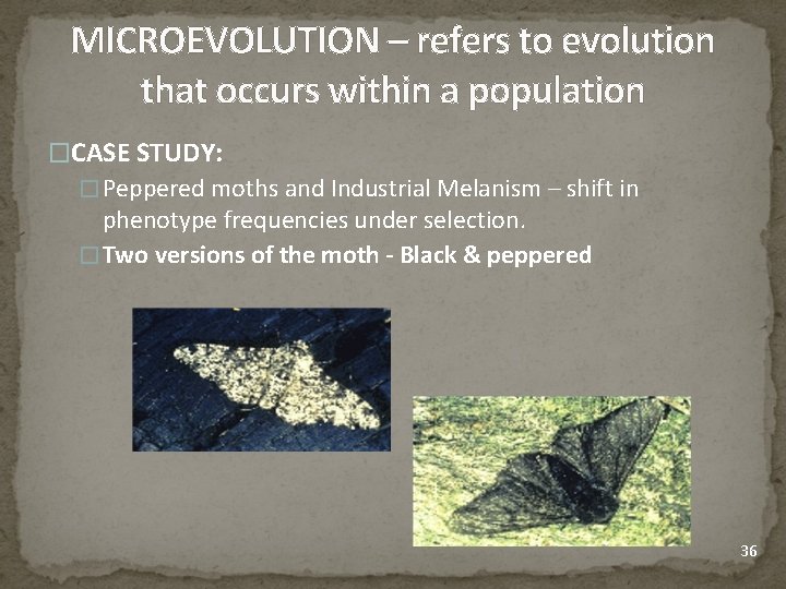 MICROEVOLUTION – refers to evolution that occurs within a population �CASE STUDY: � Peppered