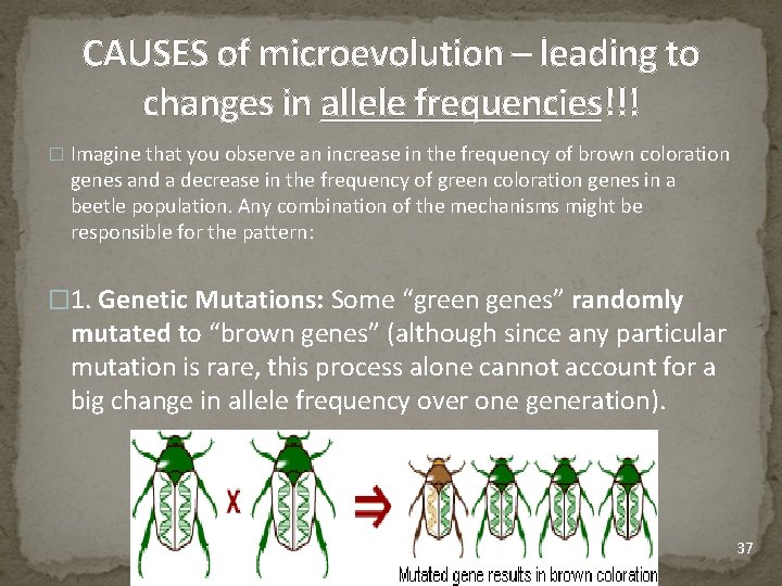 CAUSES of microevolution – leading to changes in allele frequencies!!! � Imagine that you