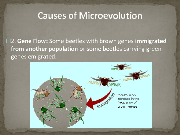 Causes of Microevolution � 2. Gene Flow: Some beetles with brown genes immigrated from